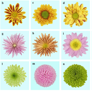 Chrysanthemum